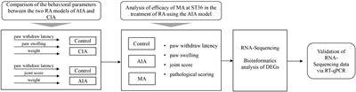 Pathological pathway analysis in an experimental rheumatoid arthritis model and the tissue repair effect of acupuncture at ST36